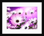 Osteospermum flowers by Assaf Frank